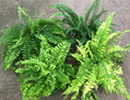6" Fern Boston Assortment